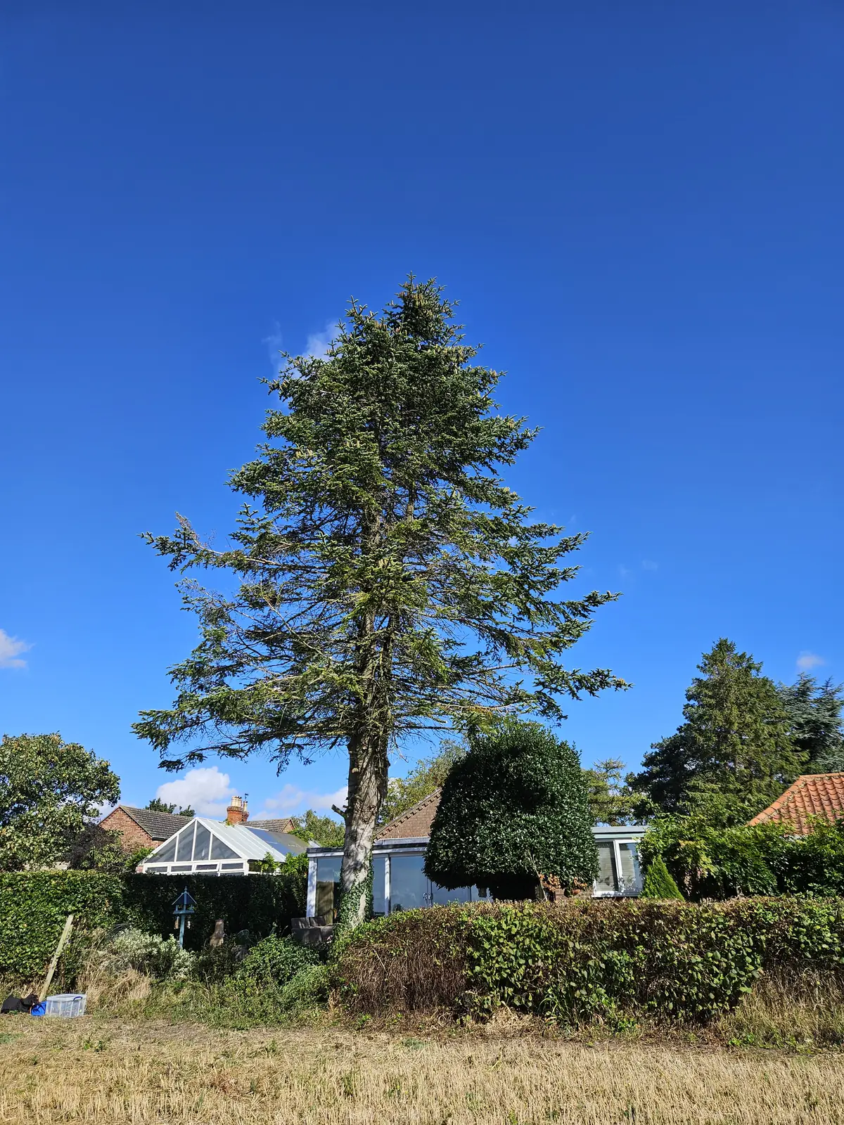 Conifer surveyed before dismantling