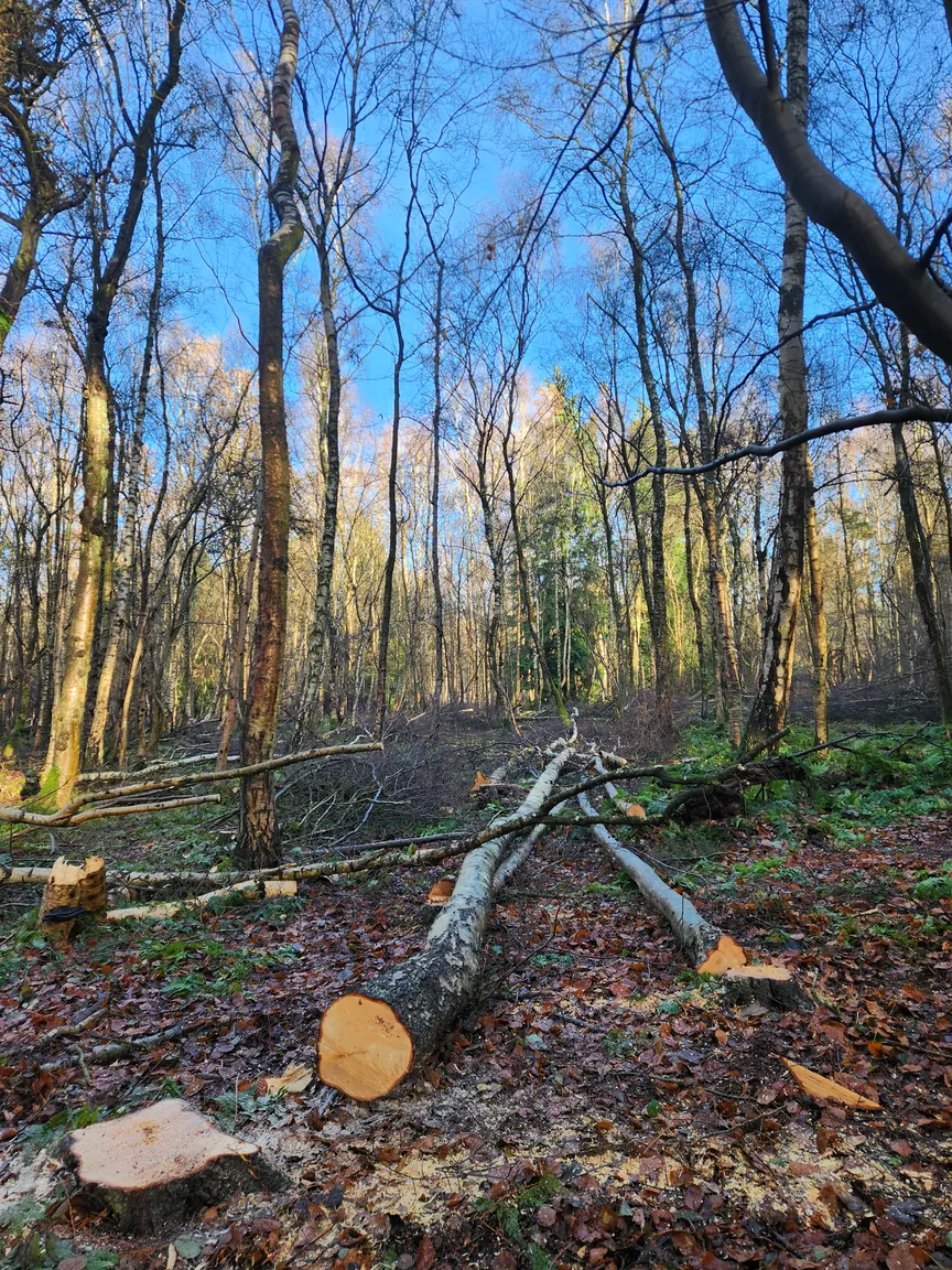 Felled and cut to cordwood