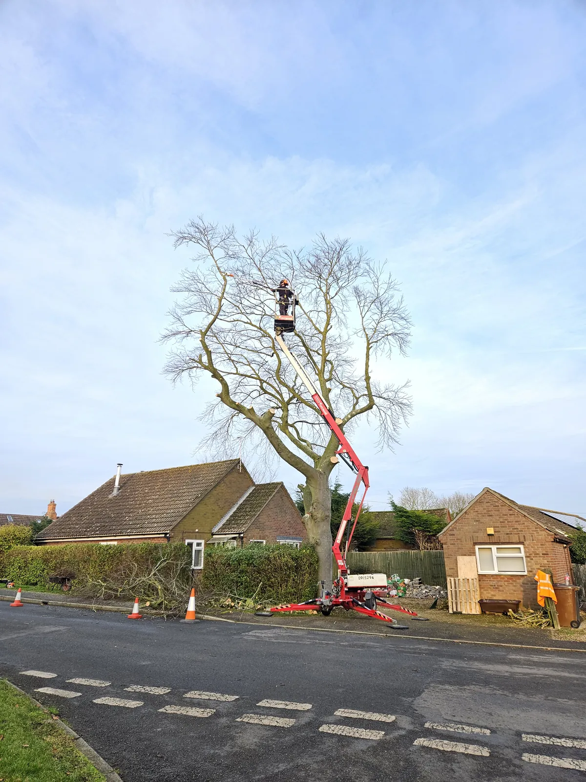 A tree being dismantled from a mobile platform