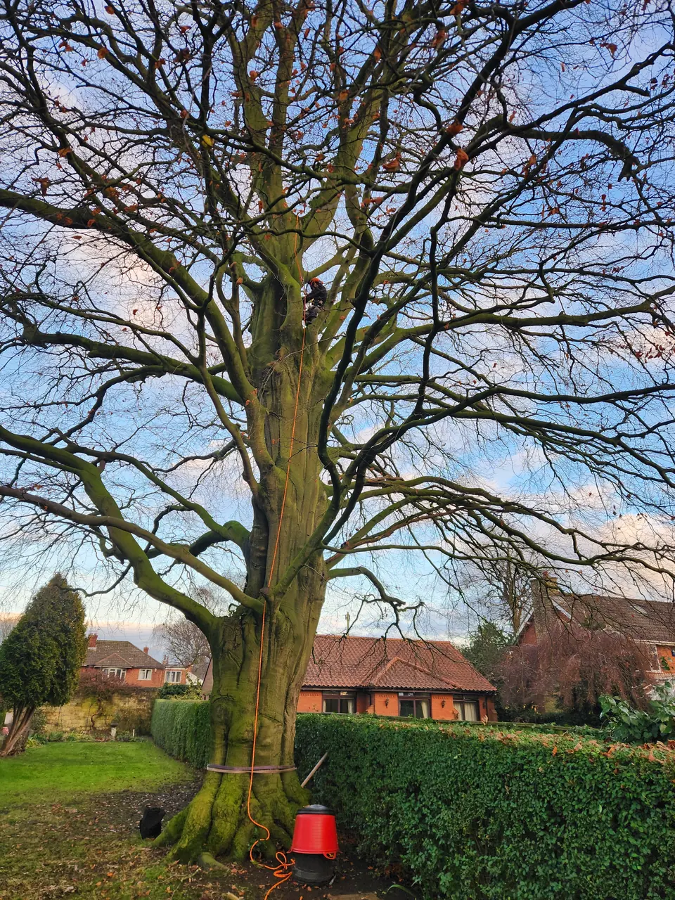 A mature oak in a Lincolnshire garden, recently dead wooded