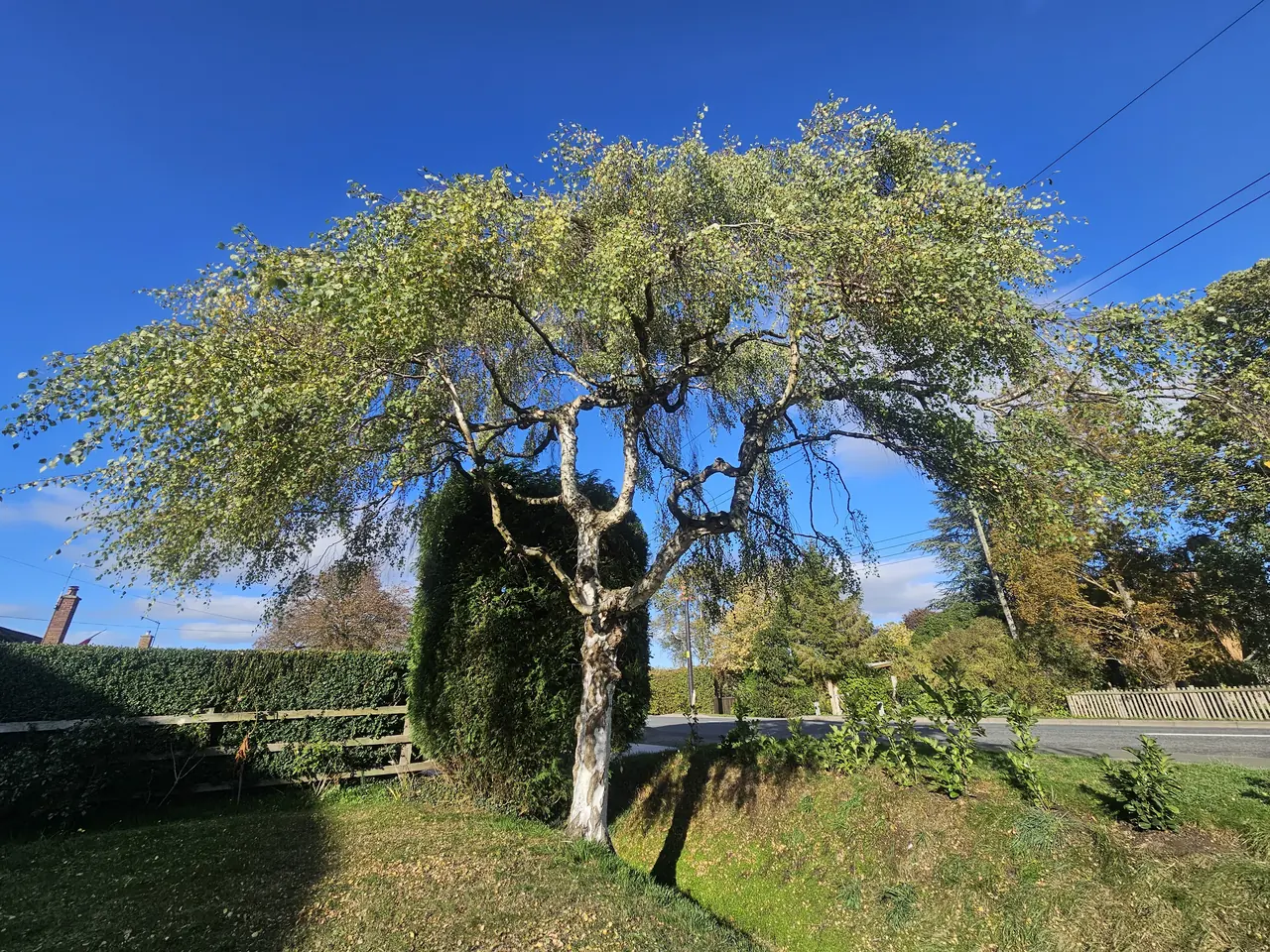 A garden tree with its crown thinned