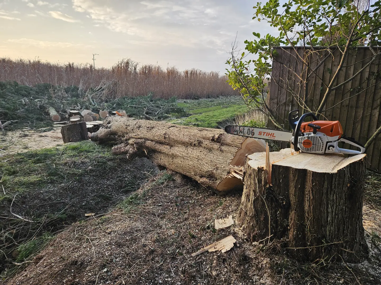 Stump cut down flush, ready to grind