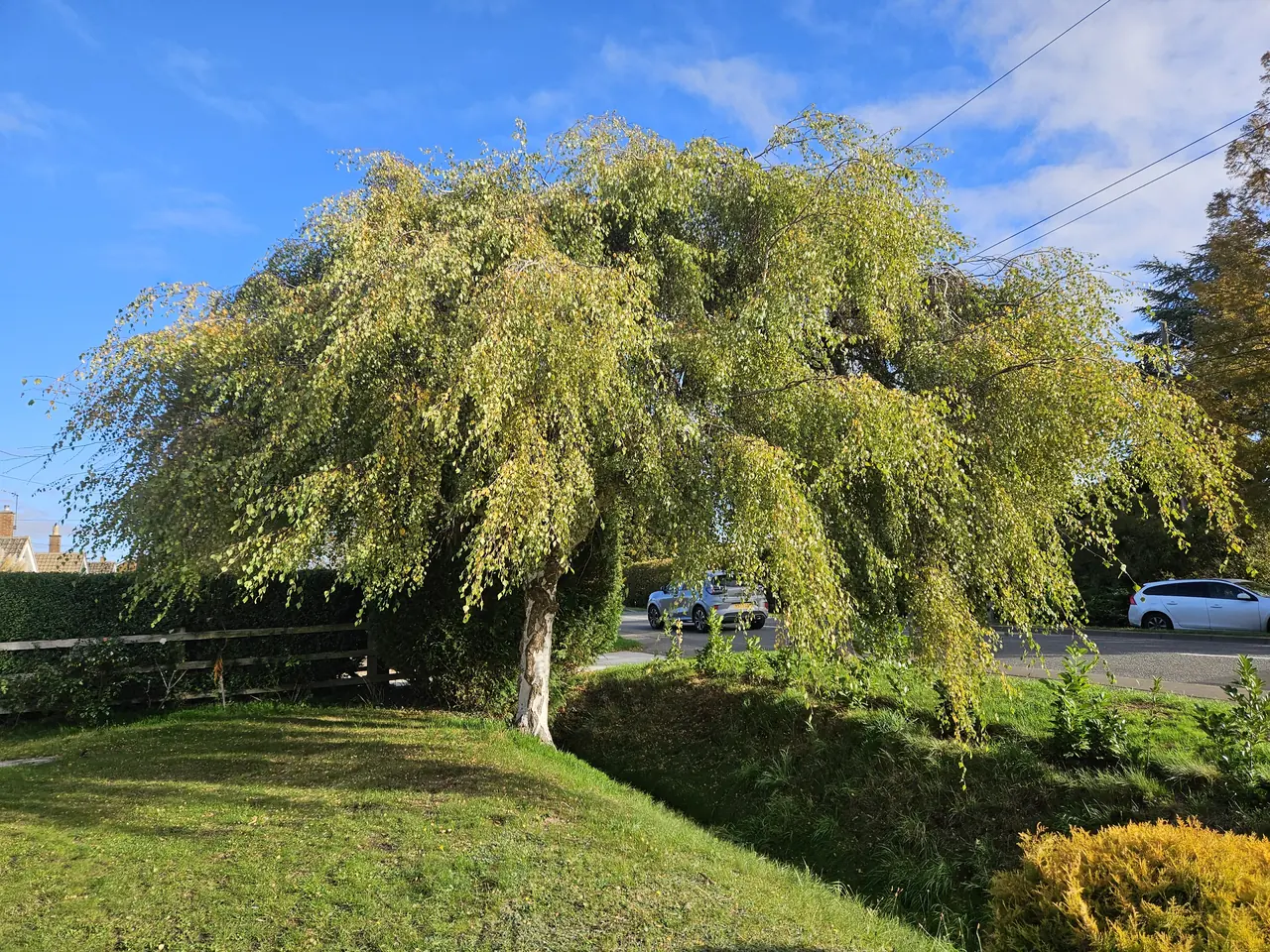 Willow reduced and reshaped