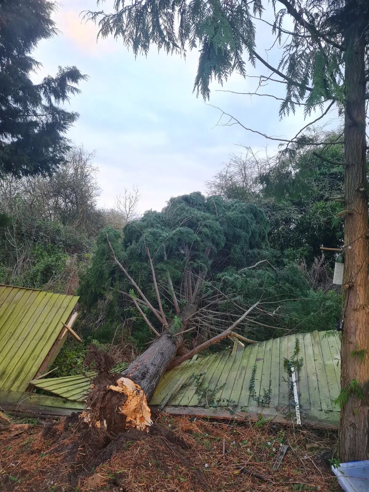Windblown tree down on a boundary fence