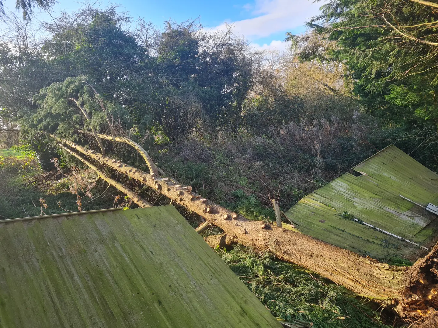 A windblown tree cleared from a lawn