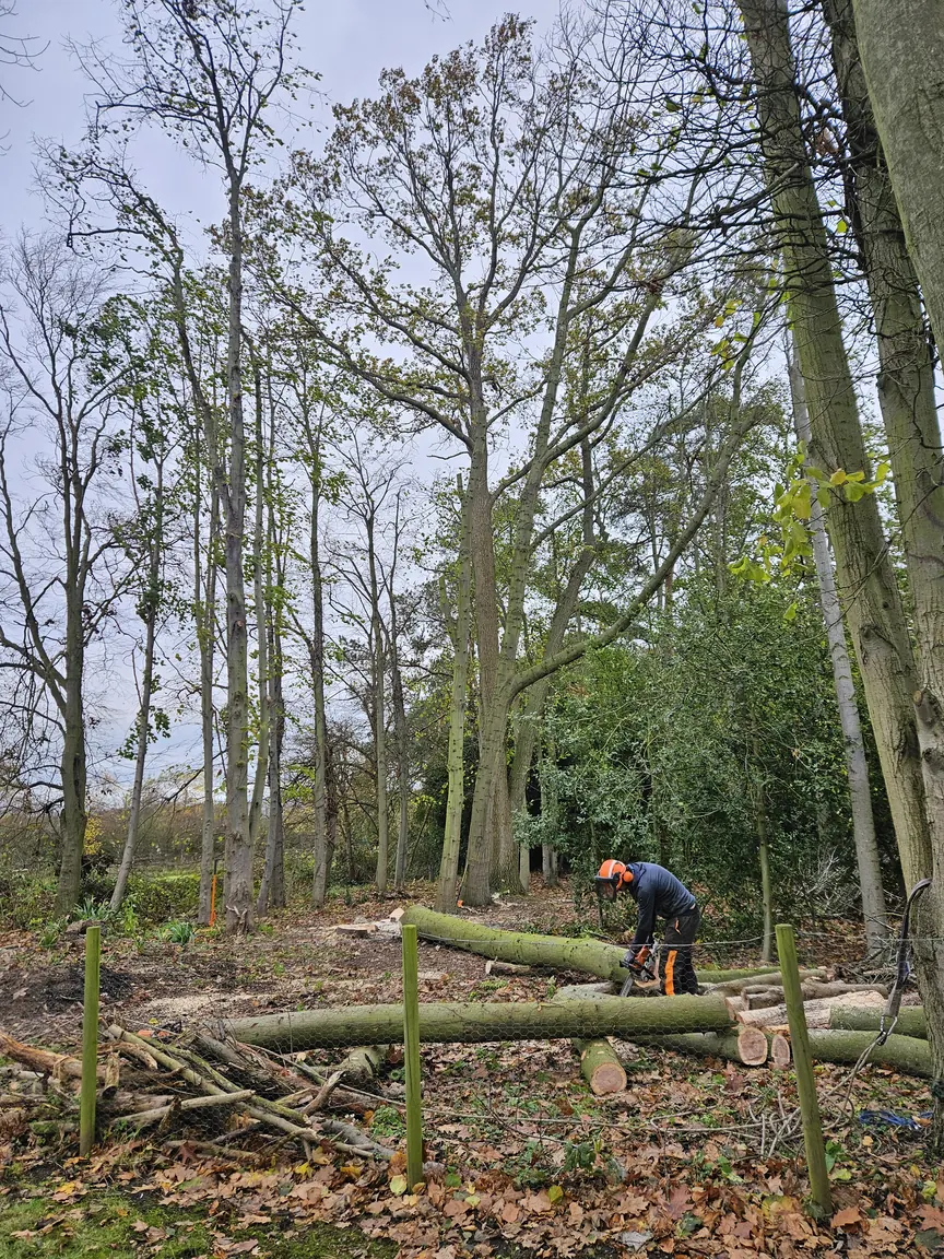 Woodland thinning in progress